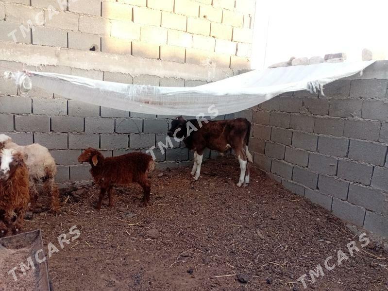 Öküzçe 6aýlyk - Balkanabat - img 2