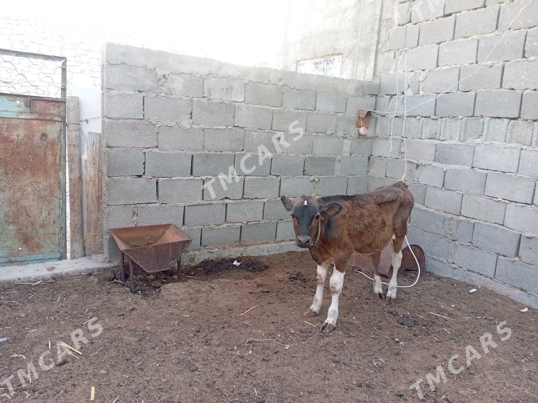 Öküzçe 6aýlyk - Balkanabat - img 4