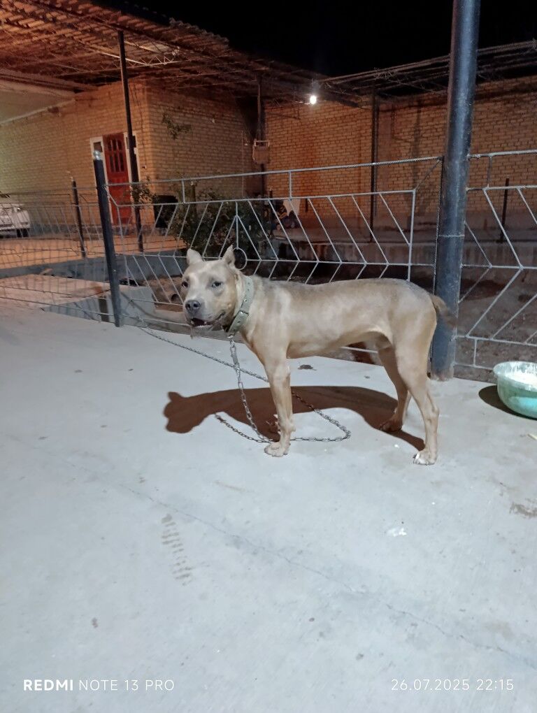 pitbul - Saýat - img 3