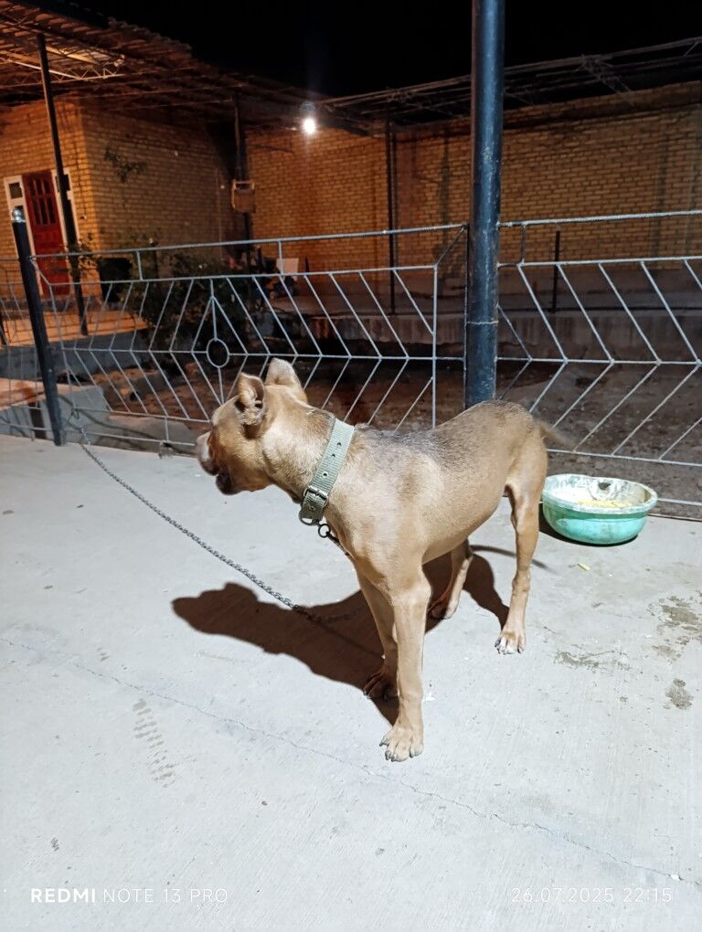 pitbul - Saýat - img 2