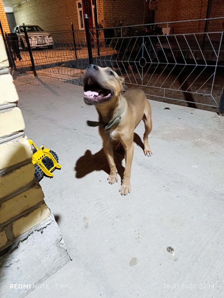 pitbul - Saýat - img 6
