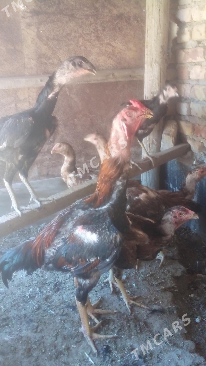 Towuk - Türkmenabat - img 2