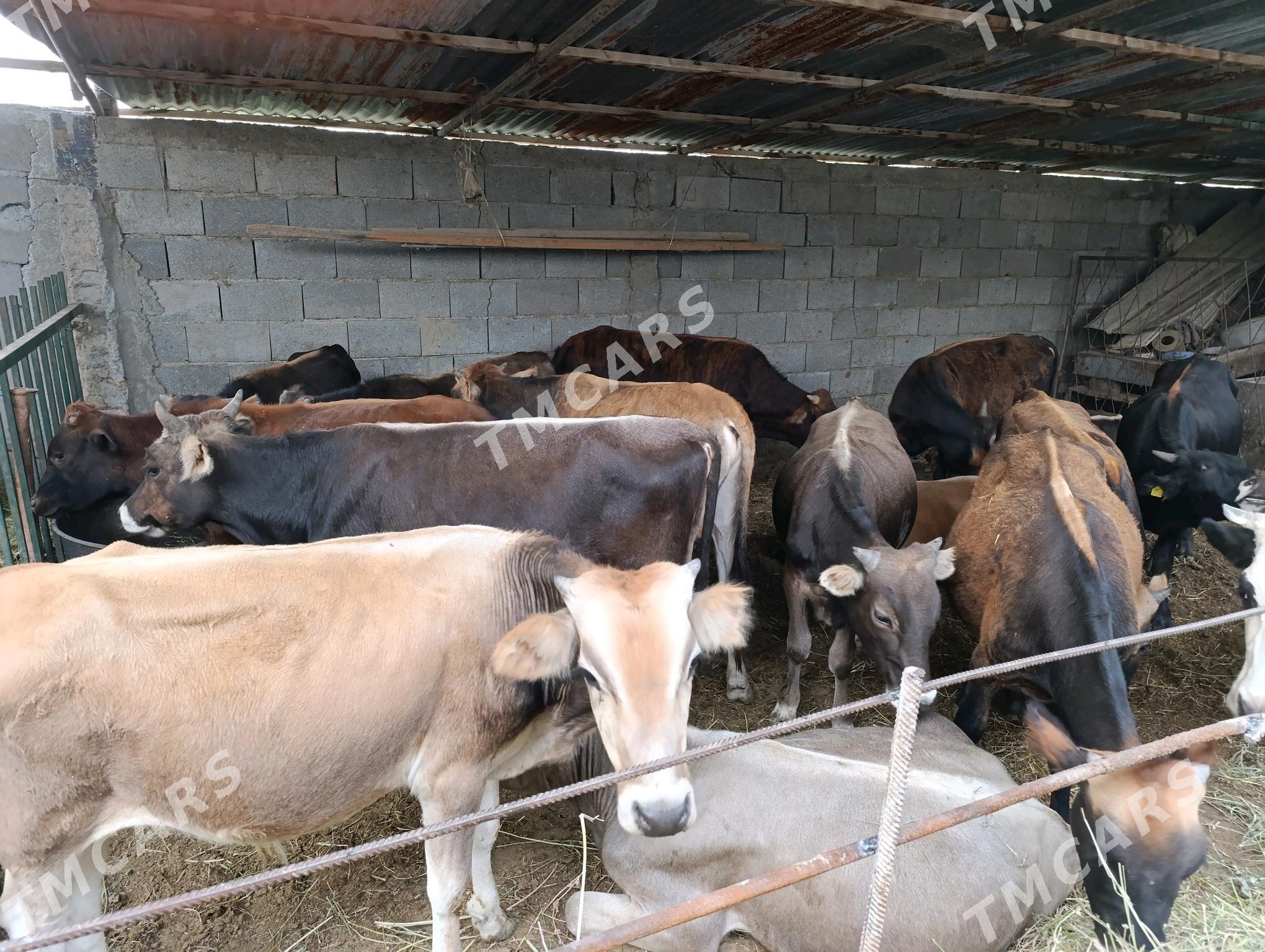 ÖKZÇ - Gökdepe - img 2