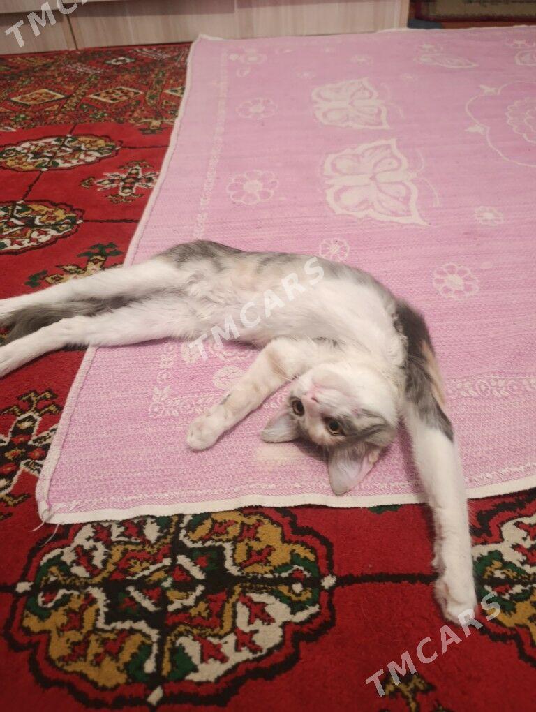котёнок - 30 мкр - img 3