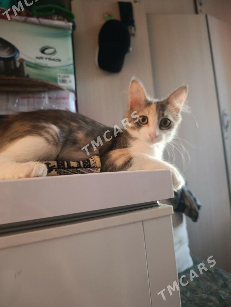 котёнок - 30 мкр - img 2