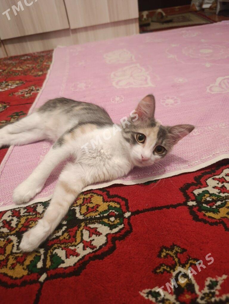 котёнок - 30 мкр - img 5