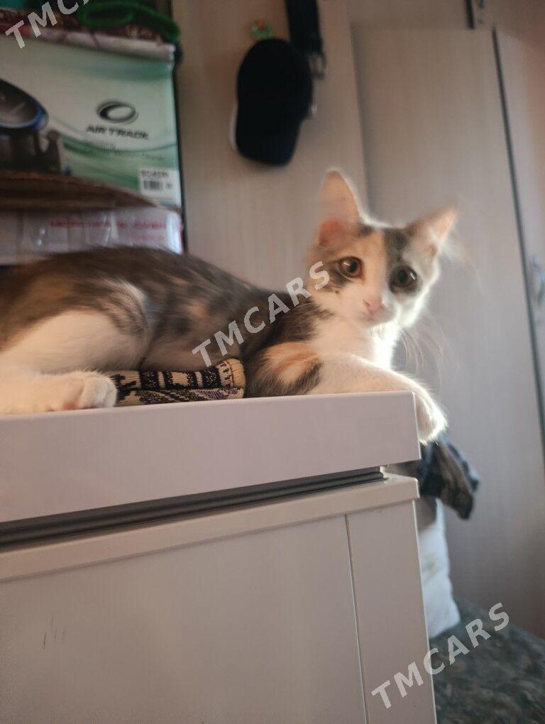 котёнок - 30 мкр - img 4