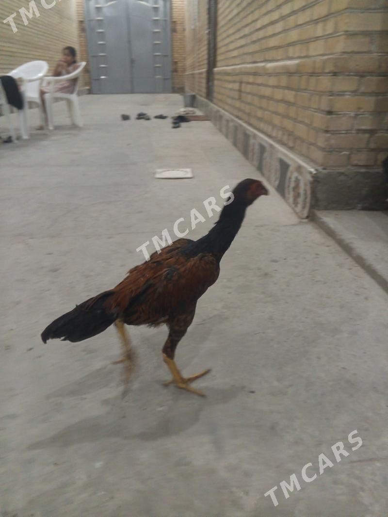baytsowy horaz - Çärjew - img 2