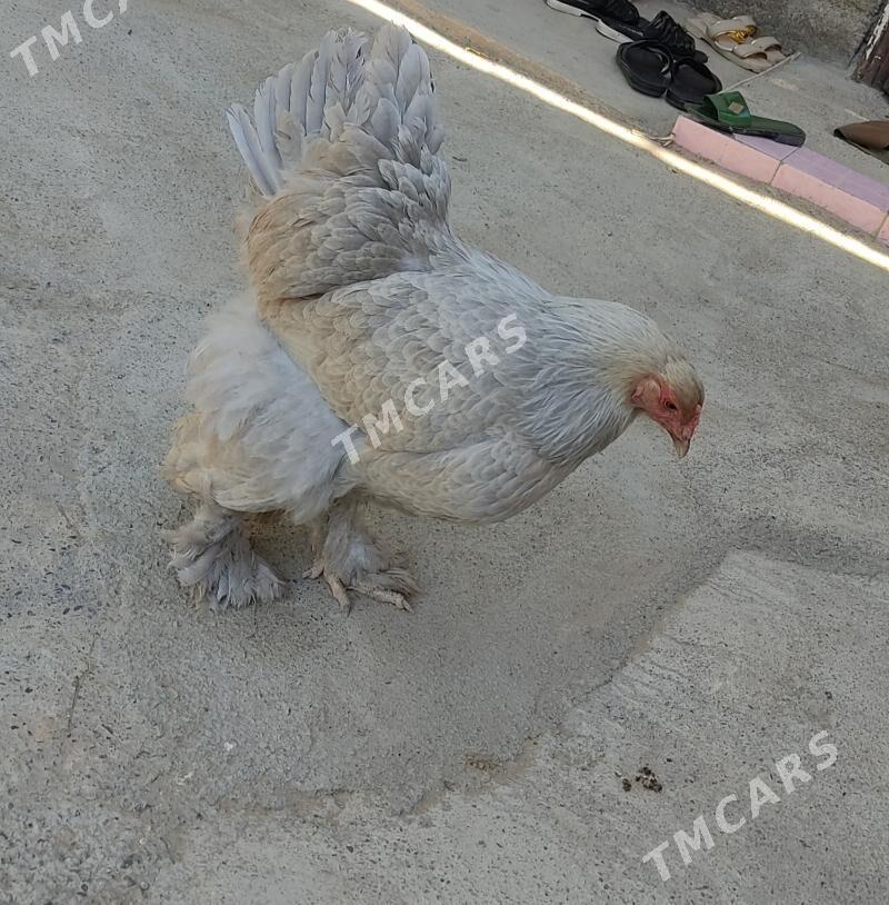 brama izabel - Aşgabat - img 4