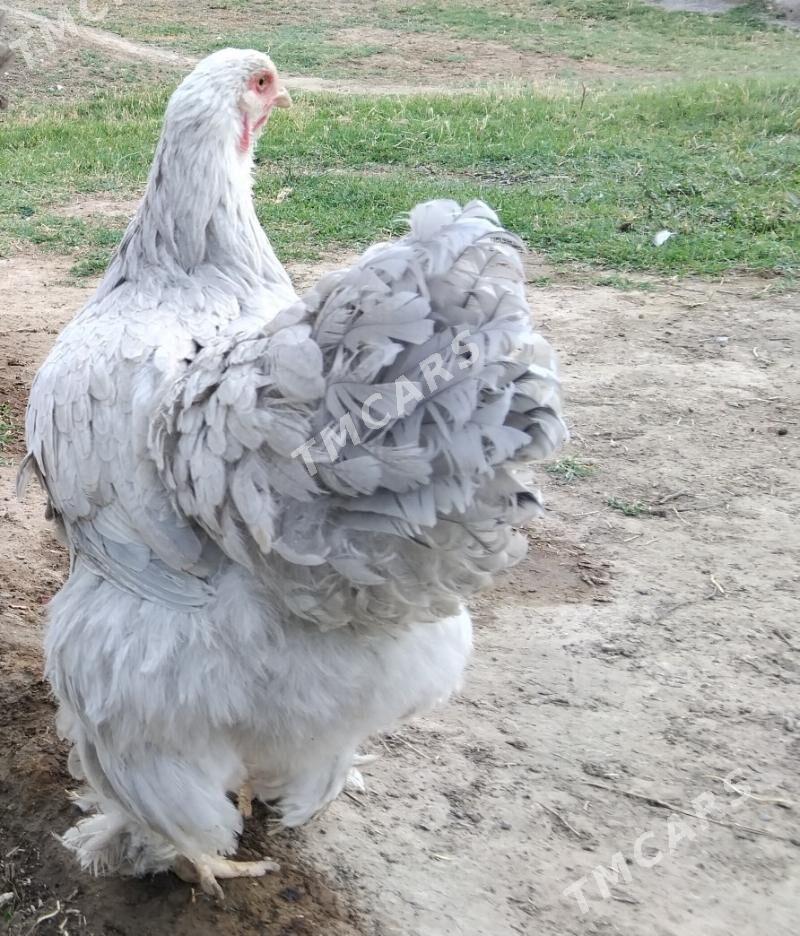 brama izabel - Aşgabat - img 2