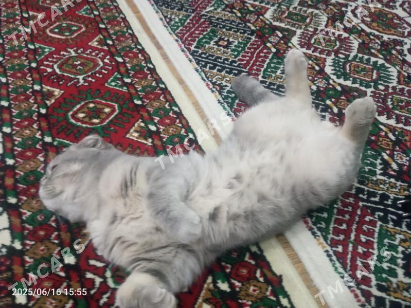 Bulut - Türkmenabat - img 2