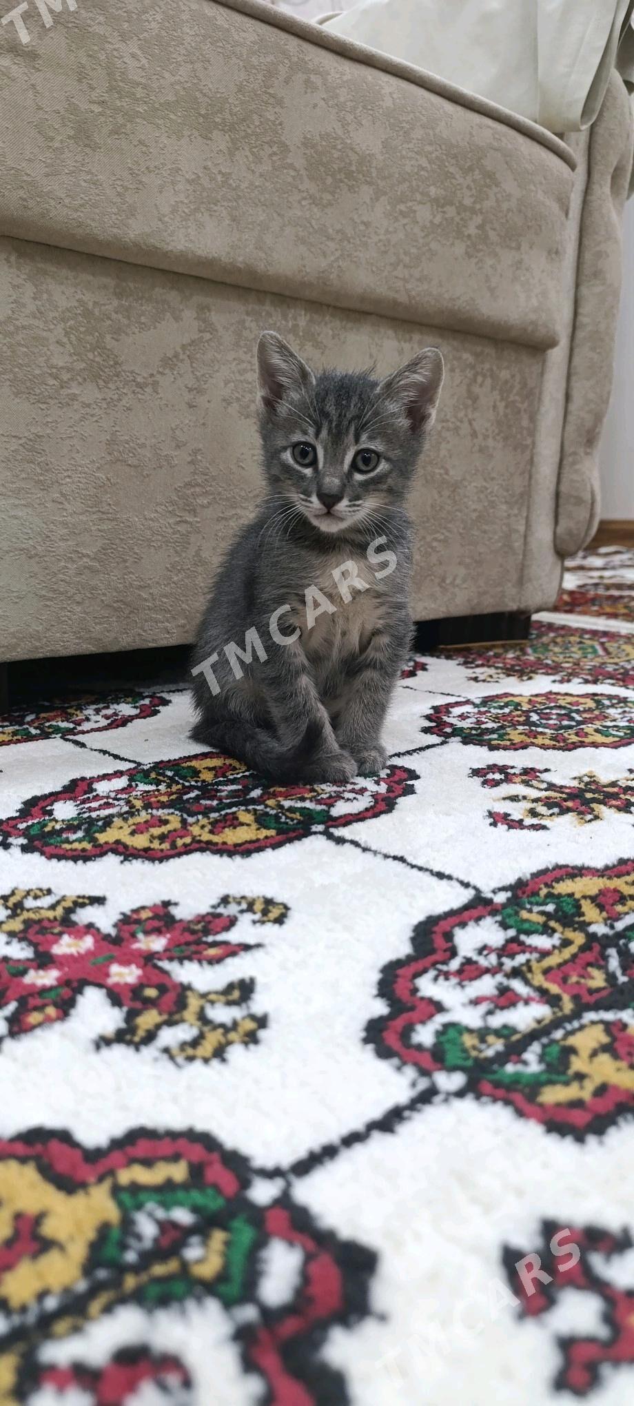 котята в добрые руки - Türkmenabat - img 3