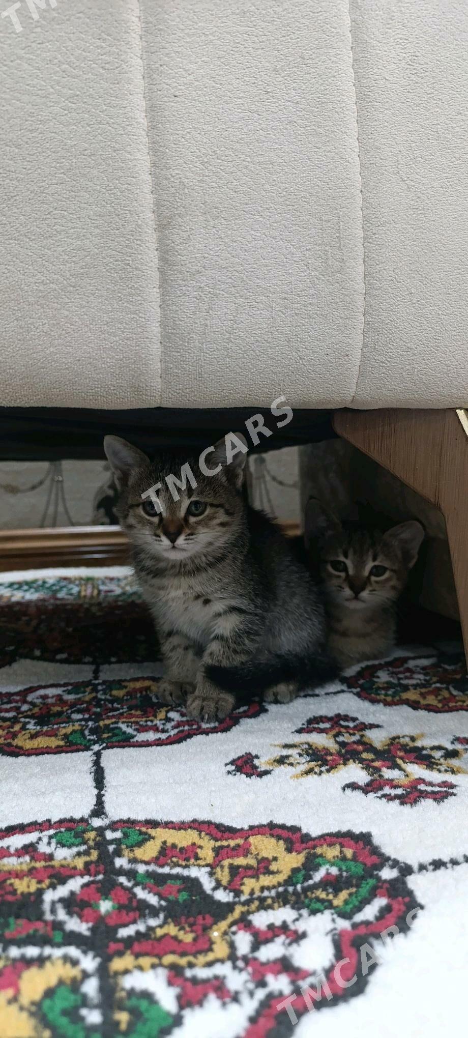 котята в добрые руки - Türkmenabat - img 2
