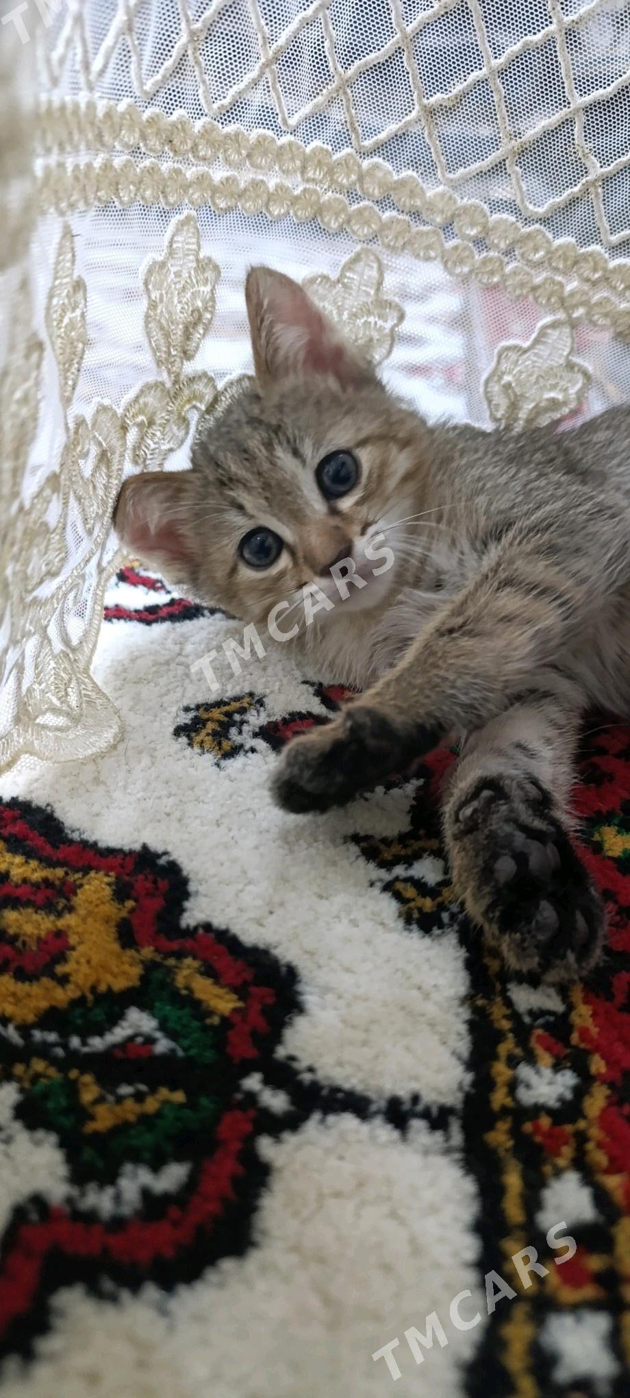 котята в добрые руки - Türkmenabat - img 4
