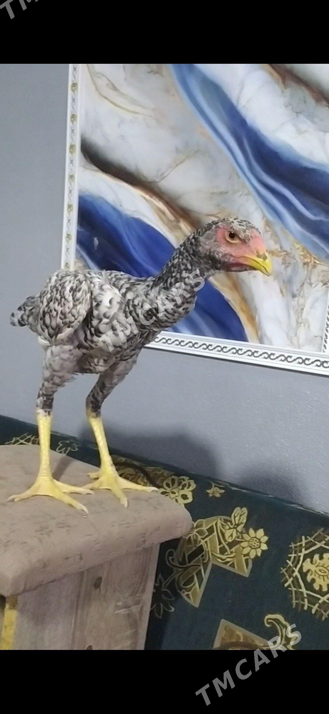 о шамо - Чарджоу - img 1