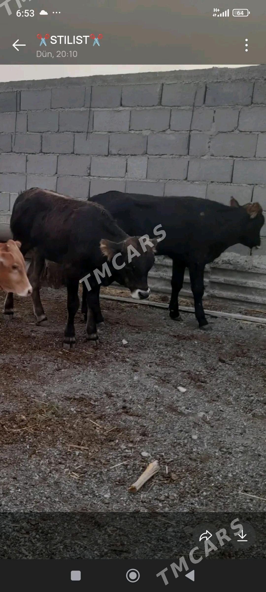 3 öküz - Gyzylarbat - img 6