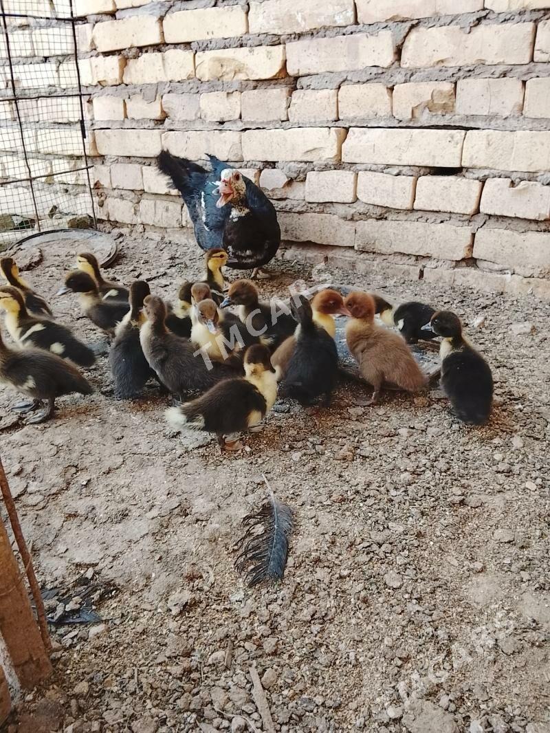Ördek - Garabekewül - img 2
