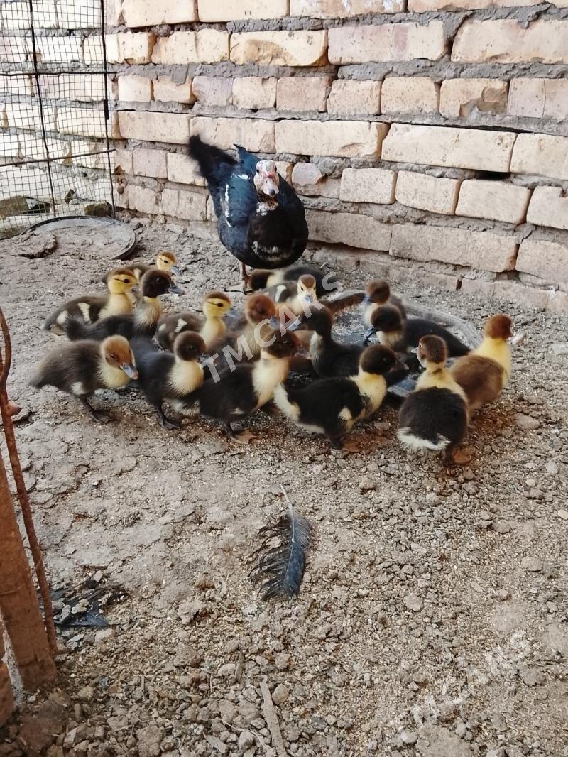 Ördek - Garabekewül - img 3