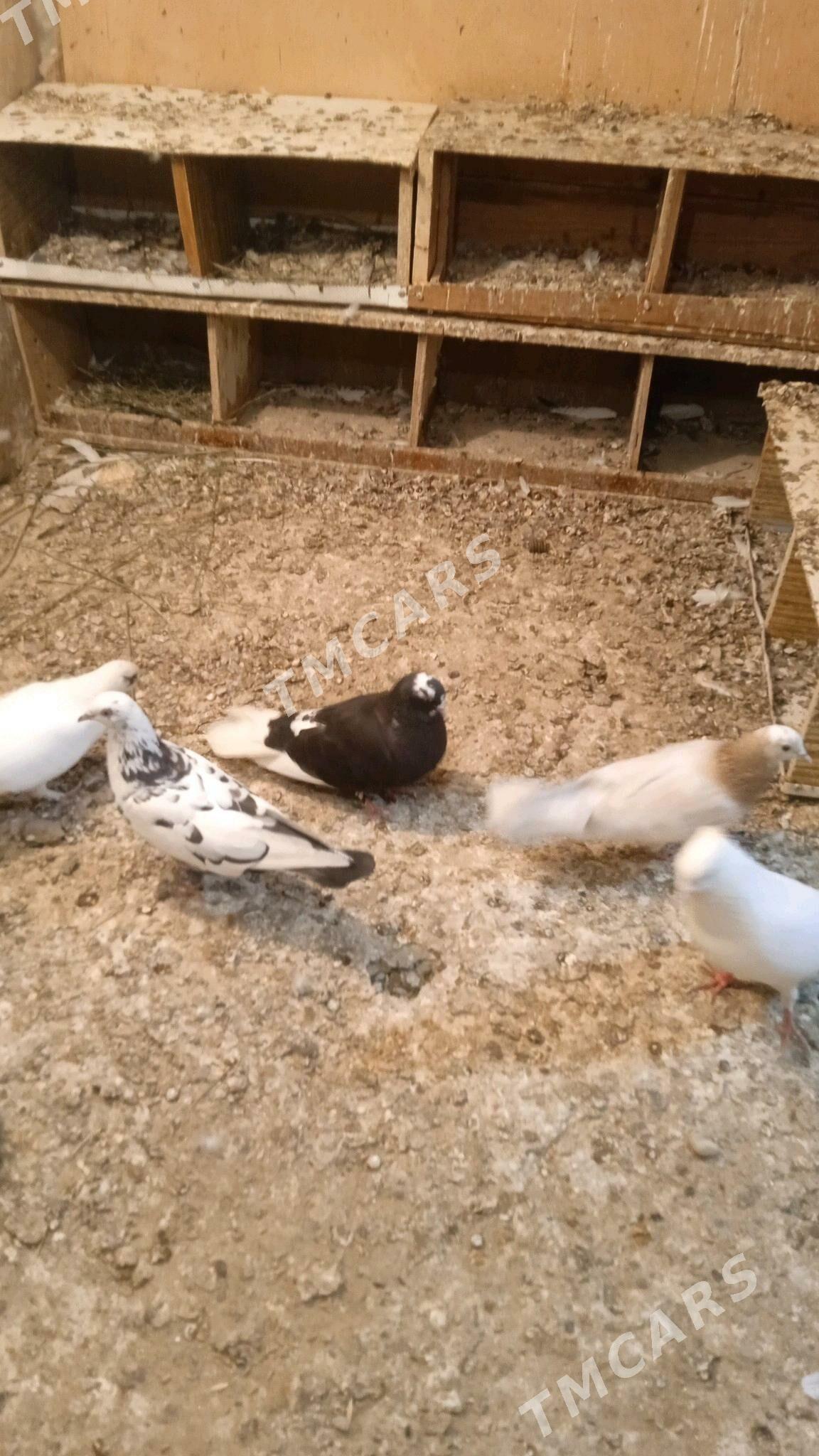 kepderikepderi - Türkmenbaşy - img 2