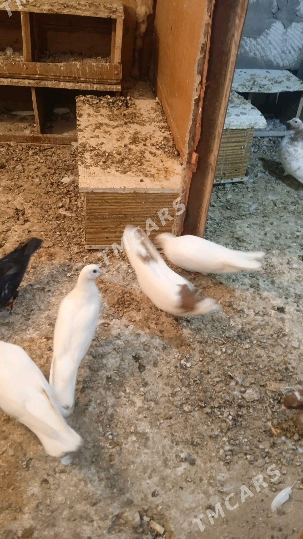 kepderikepderi - Türkmenbaşy - img 4