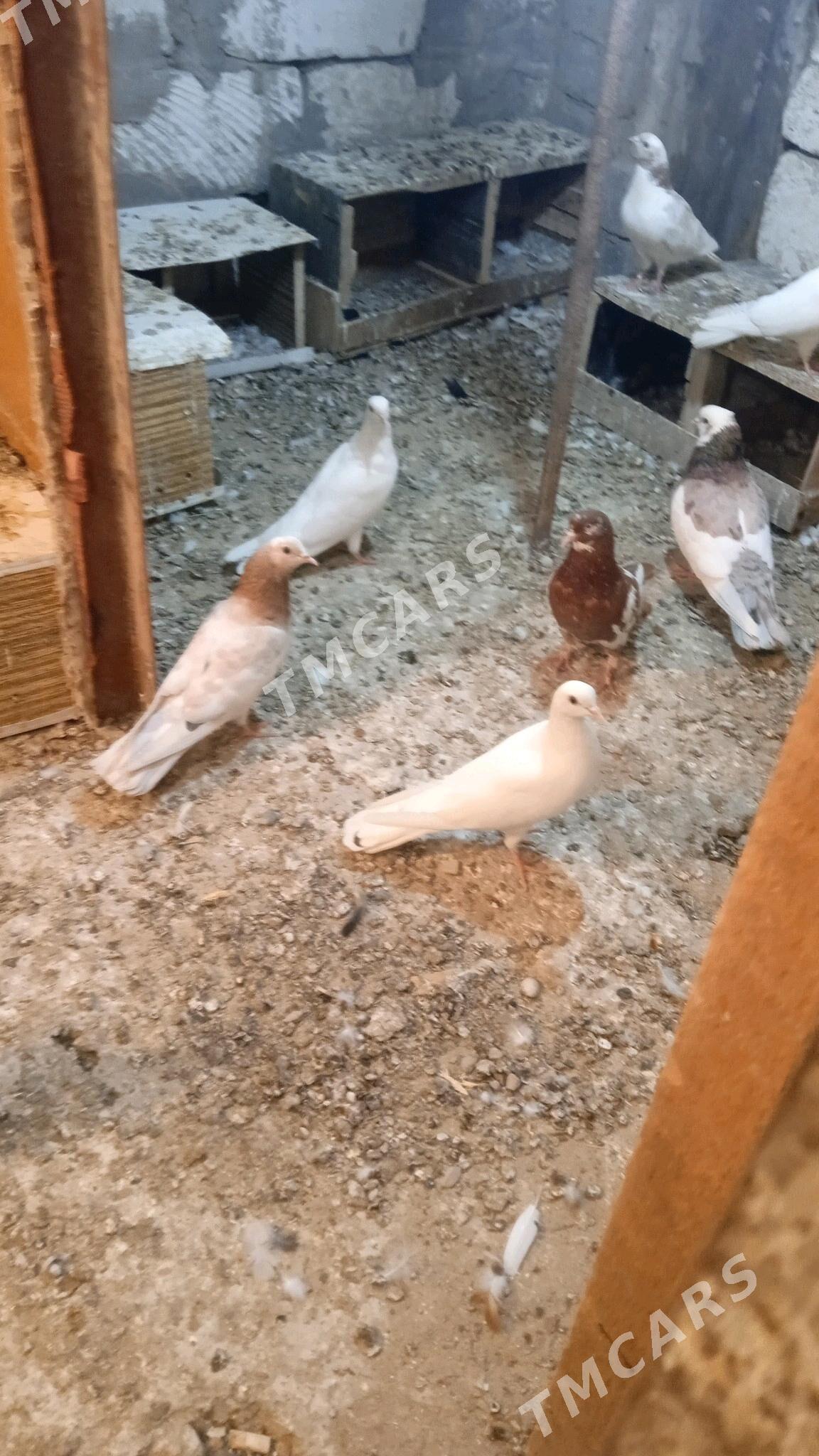 kepderikepderi - Türkmenbaşy - img 6