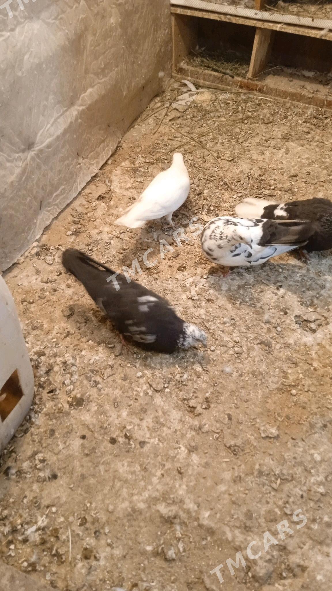 kepderikepderi - Türkmenbaşy - img 5