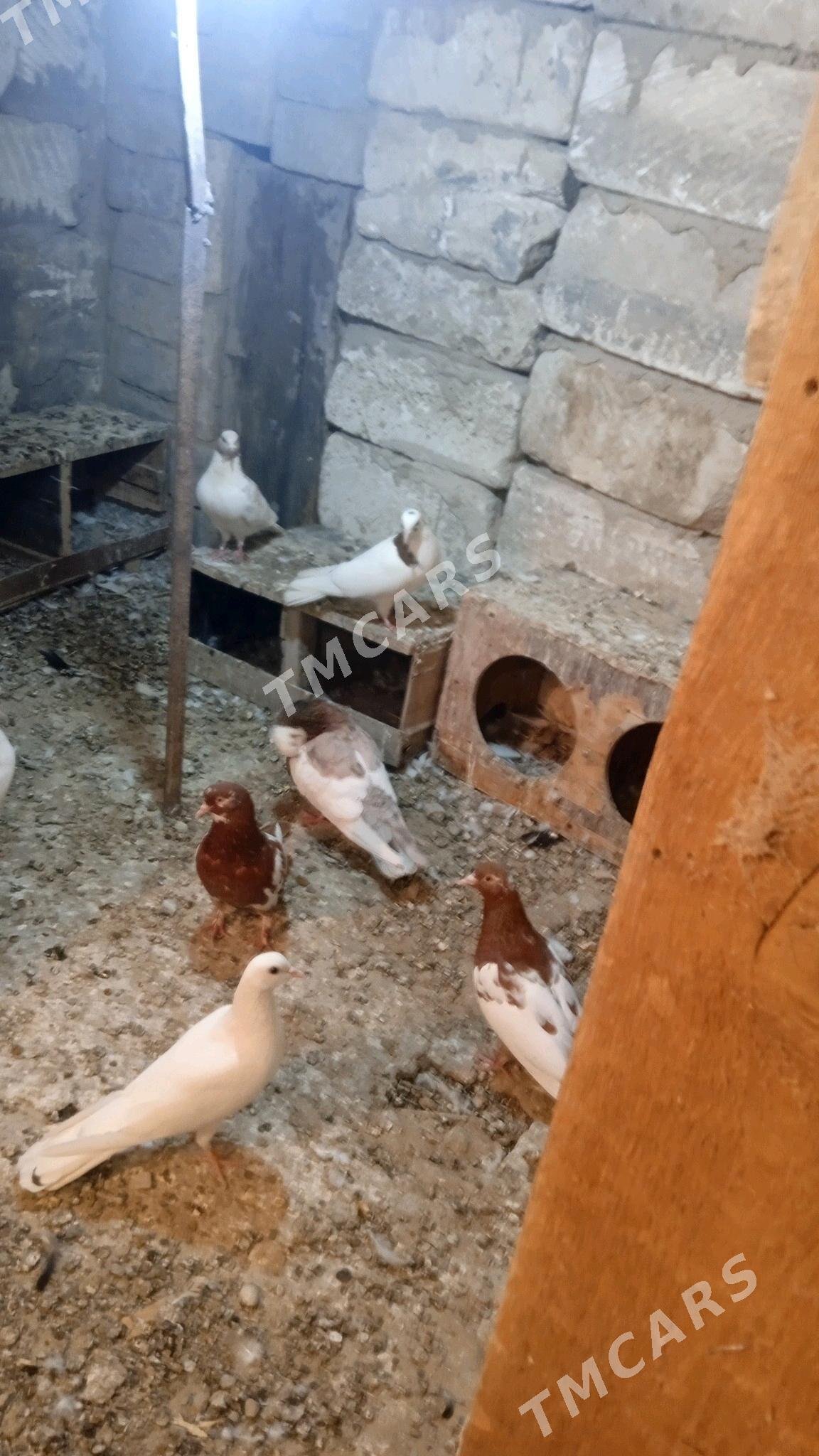 kepderikepderi - Türkmenbaşy - img 7