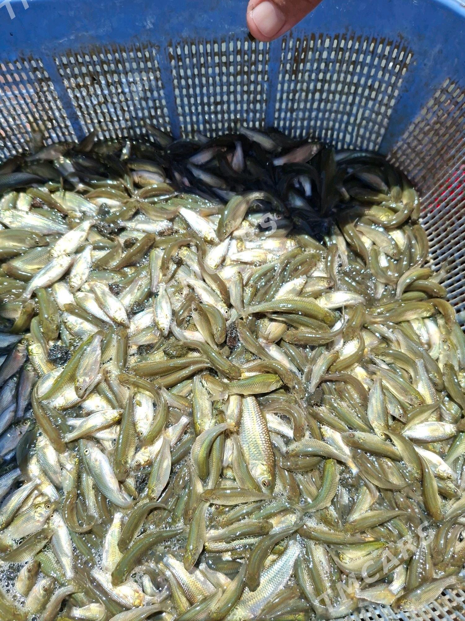 Malyok - Kaka - img 4