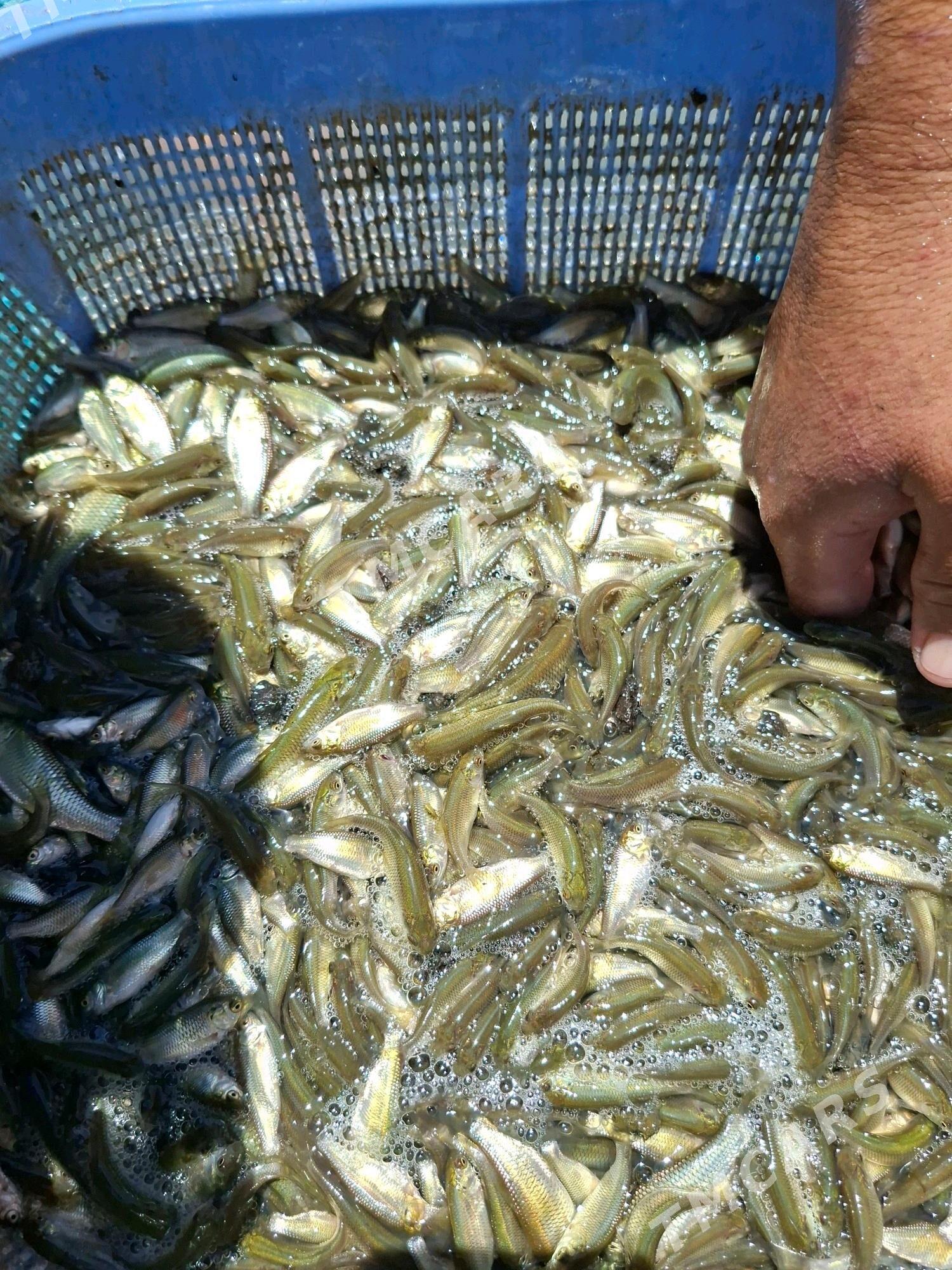 Malyok - Kaka - img 3