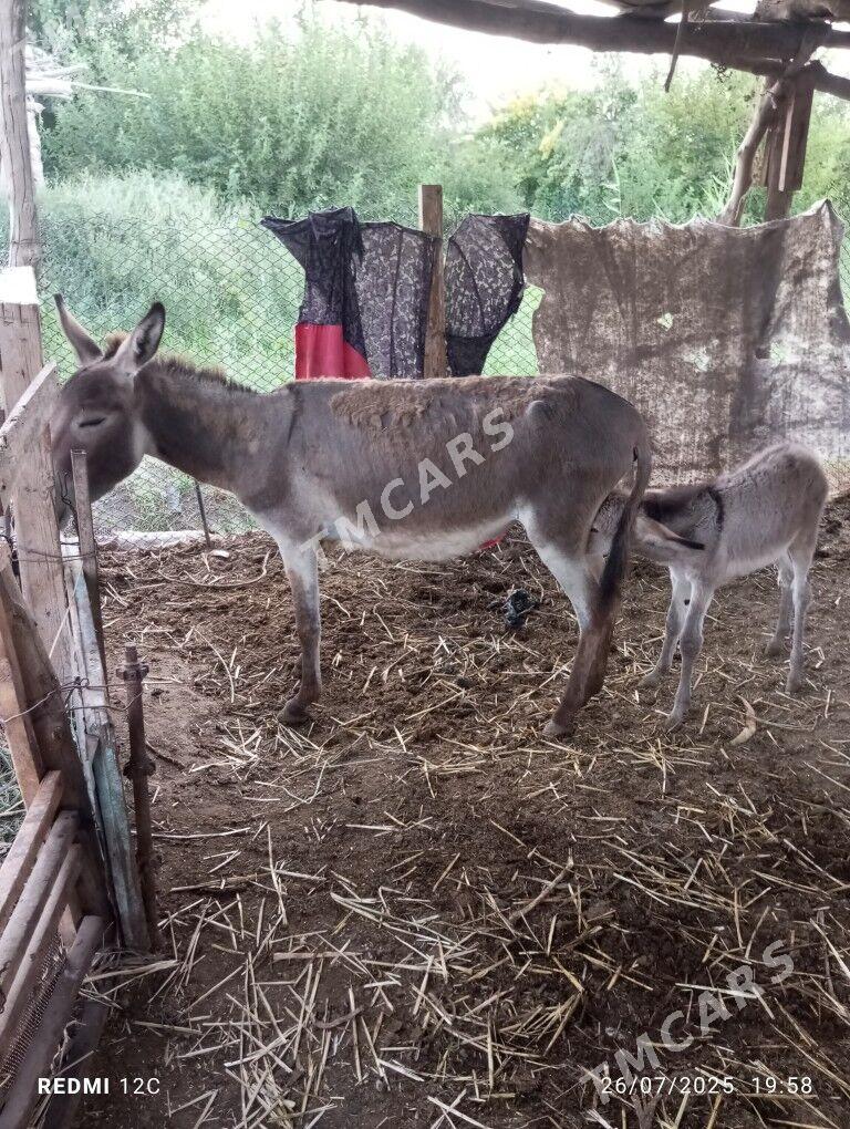 Esek - Farap - img 3