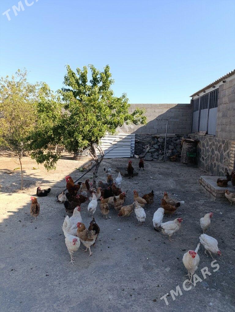 towuklar - Bereket - img 2