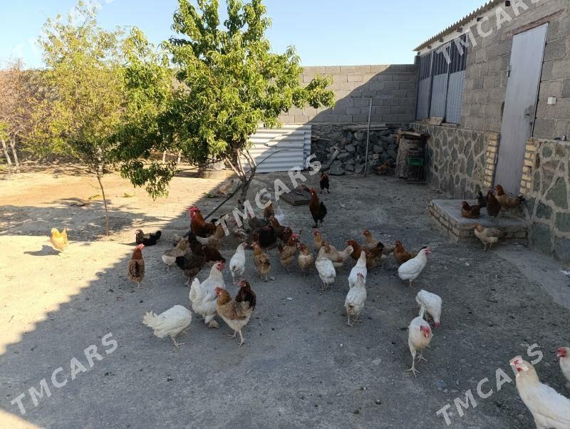 towuklar - Bereket - img 4