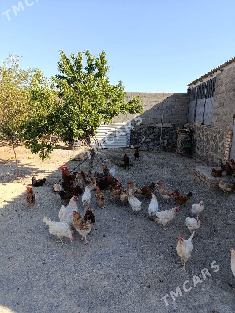 towuklar - Bereket - img 3