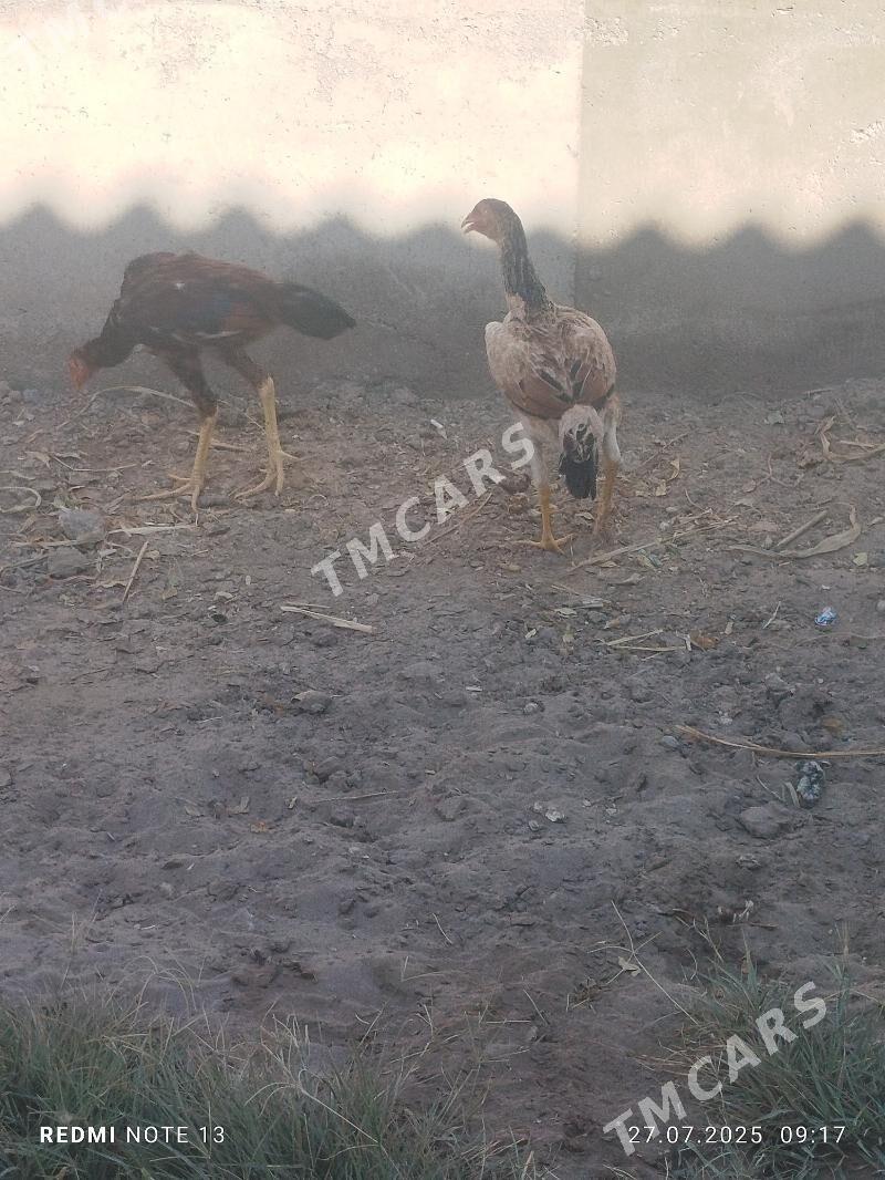paroda juyje - Daşoguz - img 2
