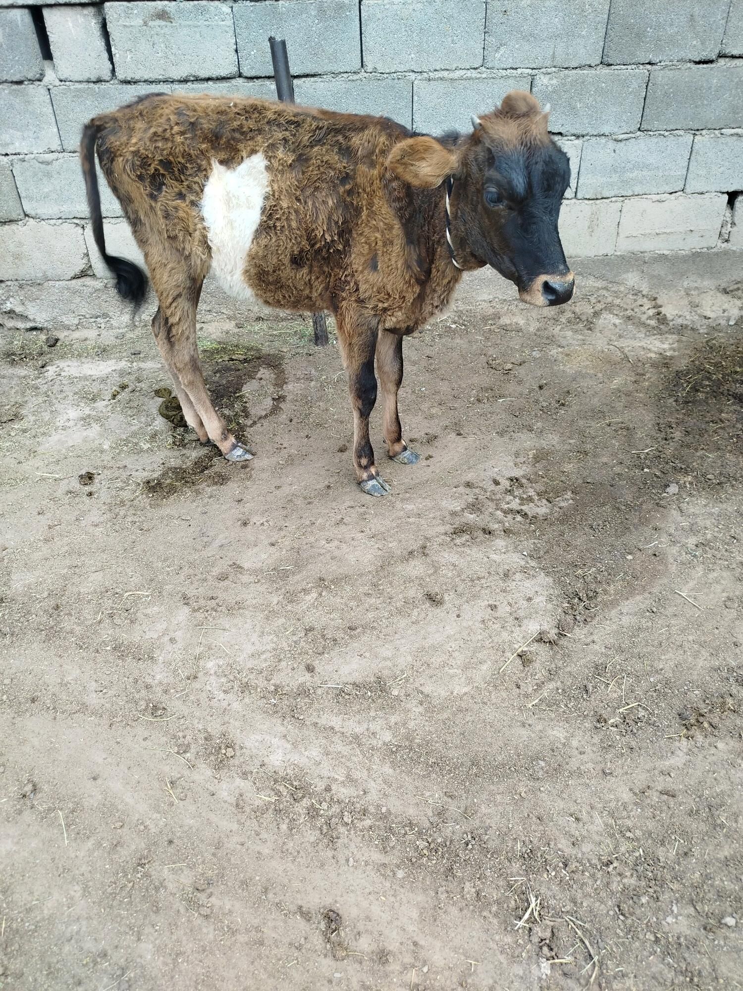 tuwe okuzçe - Garadamak Şor - img 3