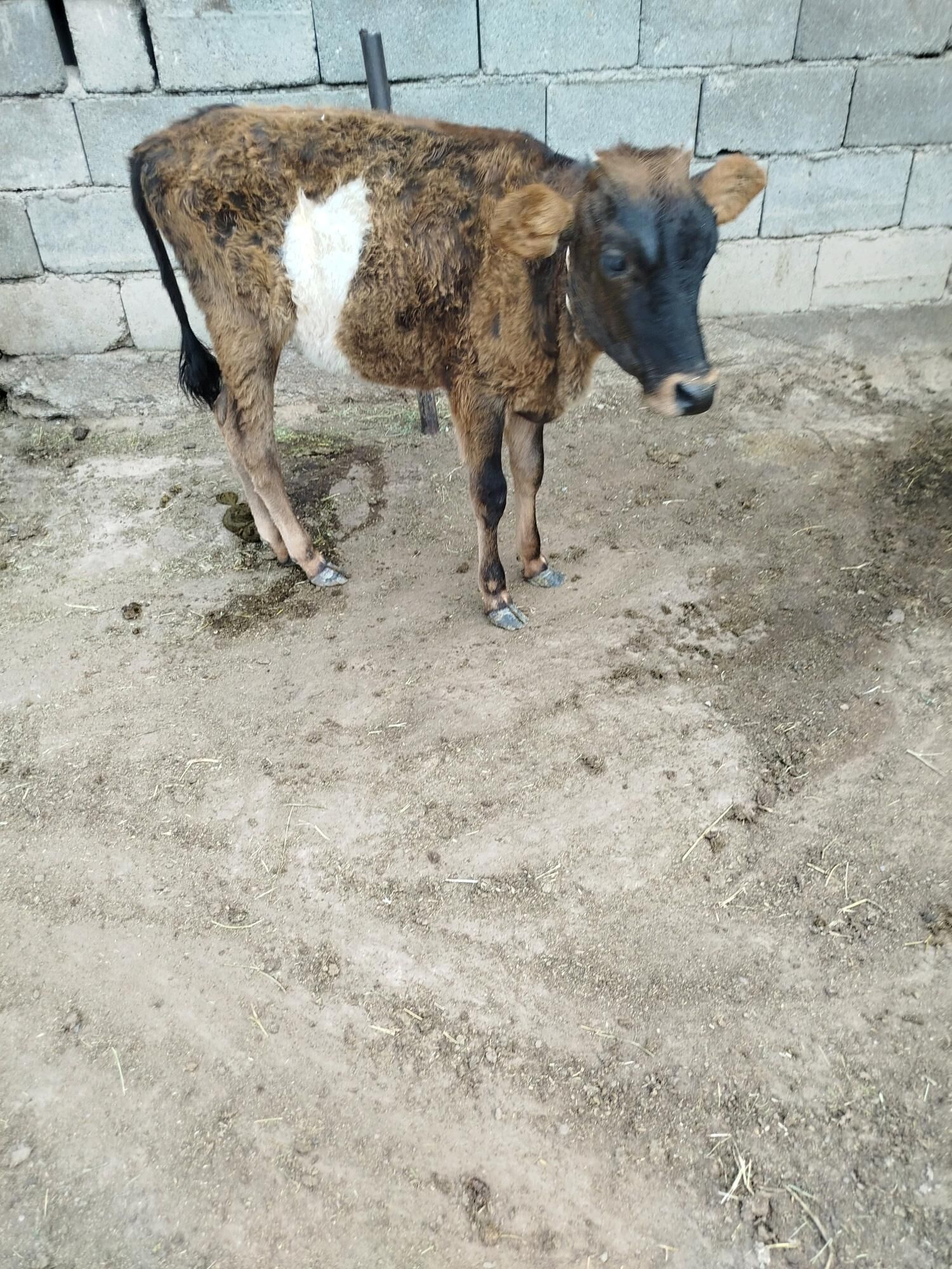tuwe okuzçe - Garadamak Şor - img 6