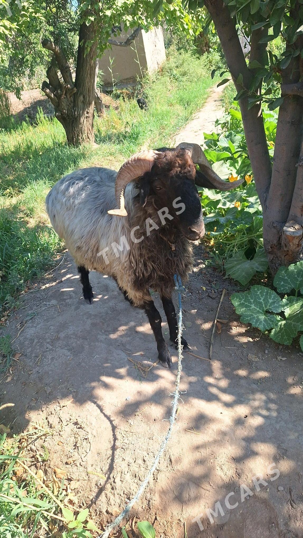 qochkar - Şabat etr. - img 4