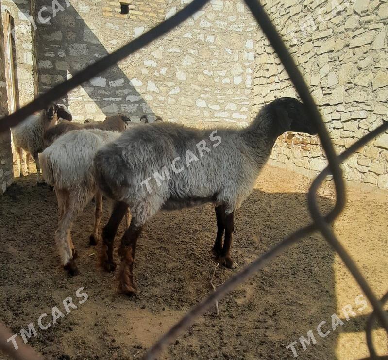goÿun - Balkanabat - img 2