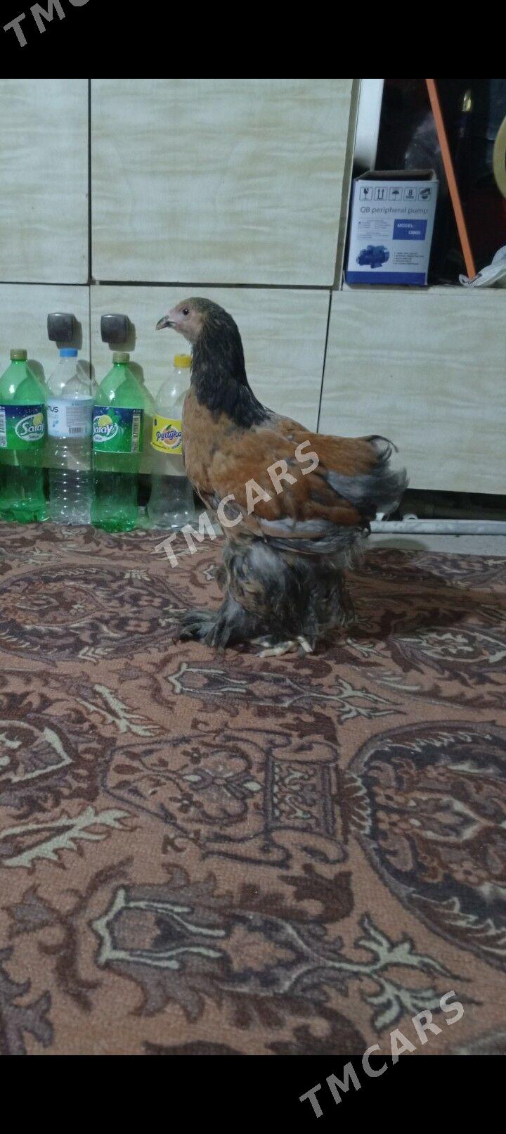 brama laset - Balkanabat - img 2