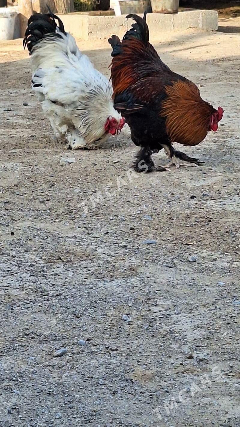 Brama horaz - Aşgabat - img 2
