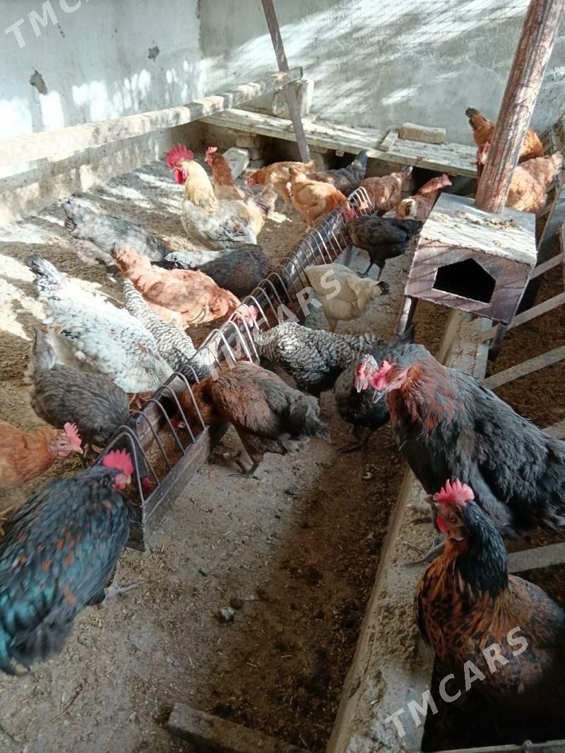 Towuklar guzlayan Ataks Domina - Багир - img 2