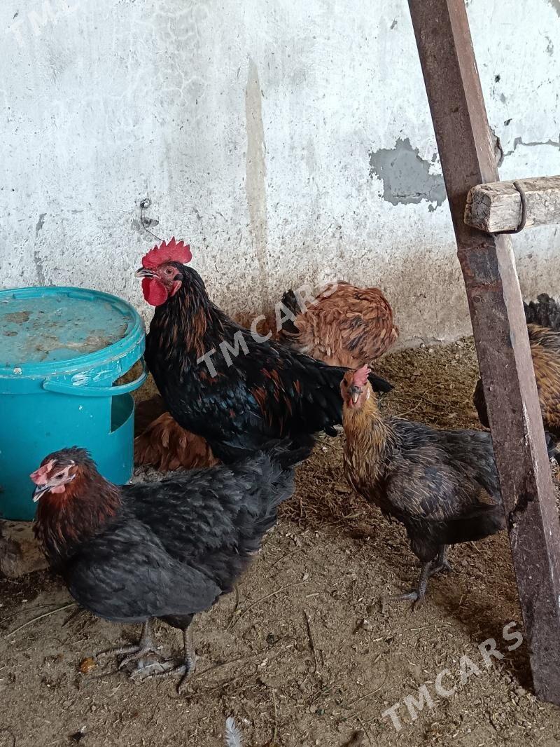 Towuklar guzlayan Ataks Domina - Багир - img 5