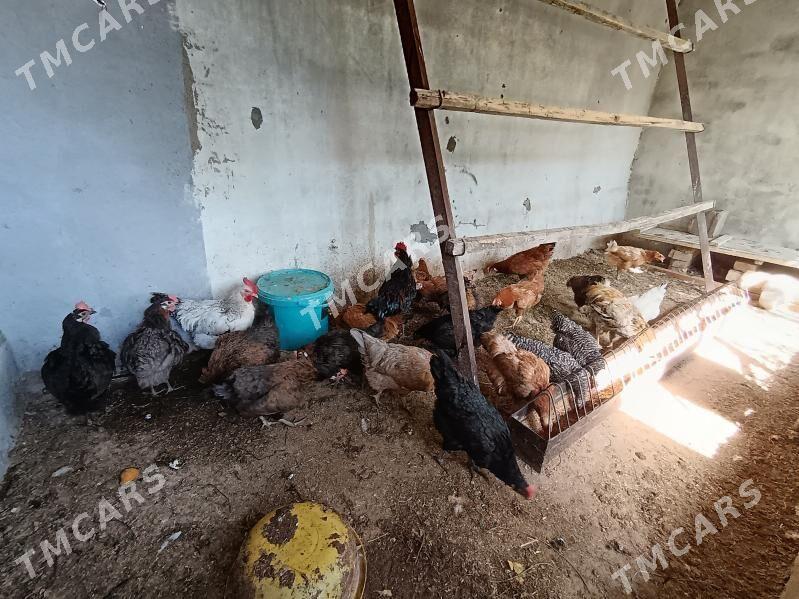 Towuklar guzlayan Ataks Domina - Багир - img 4