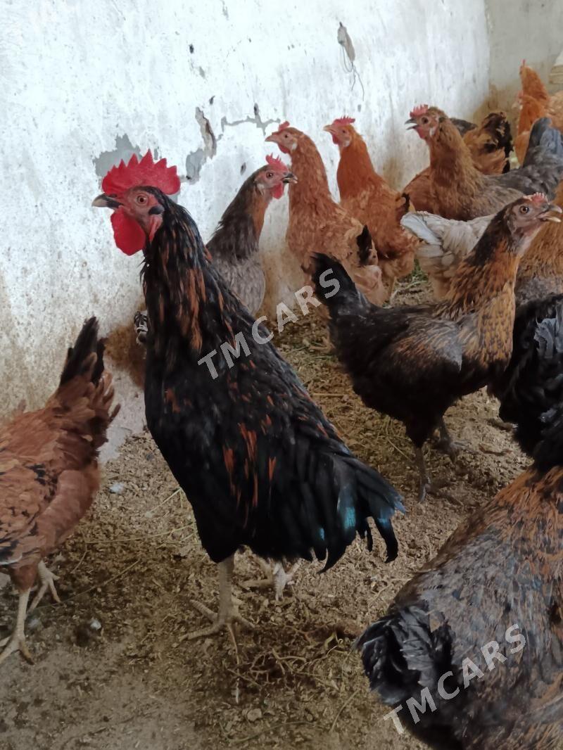 Towuklar guzlayan Ataks Domina - Багир - img 7