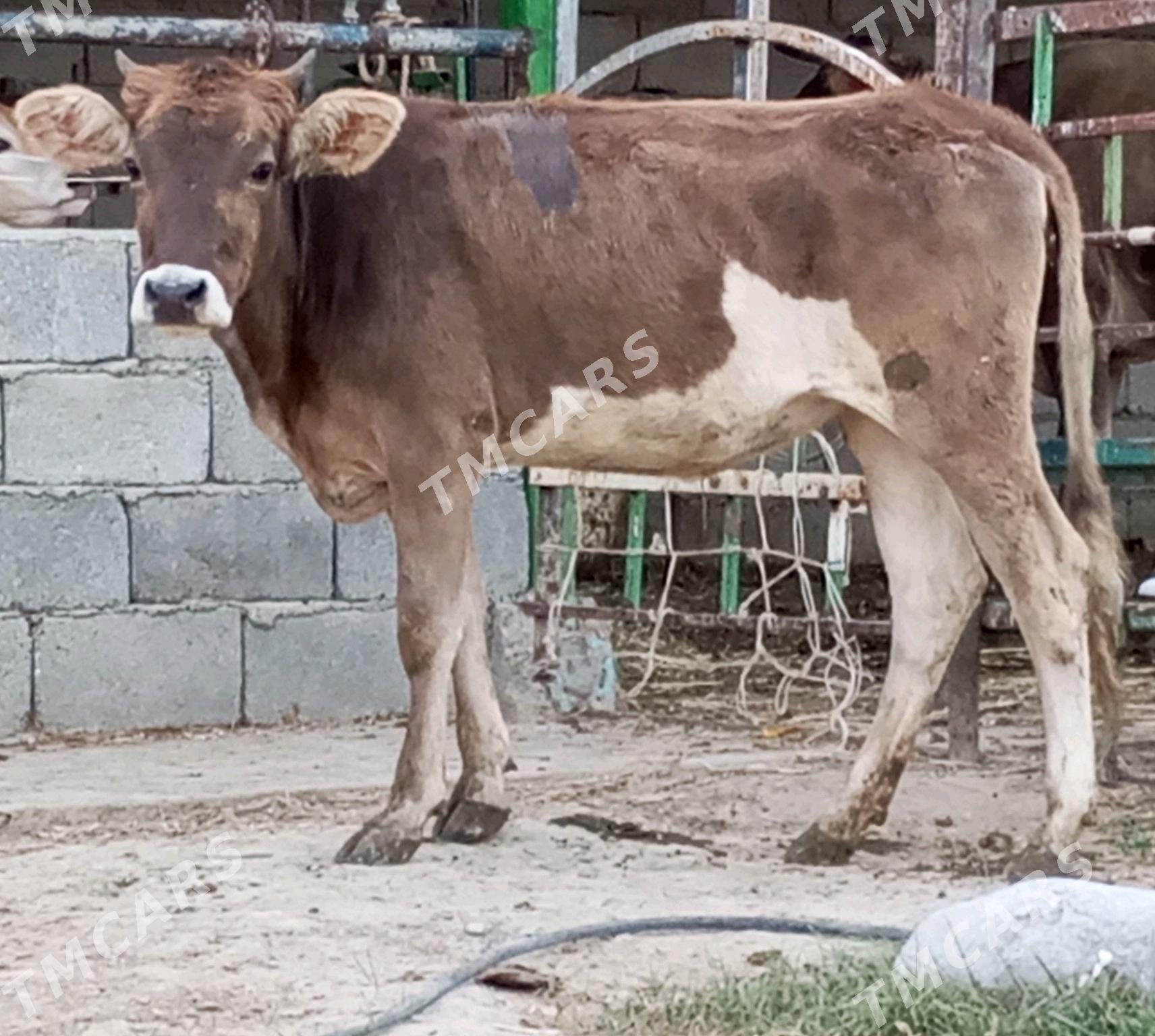 ŞWES TÜWE - Gökdepe - img 2