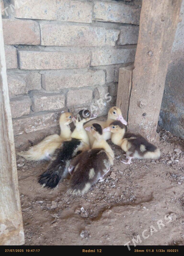 indawutda ordek - Çoganly - img 3