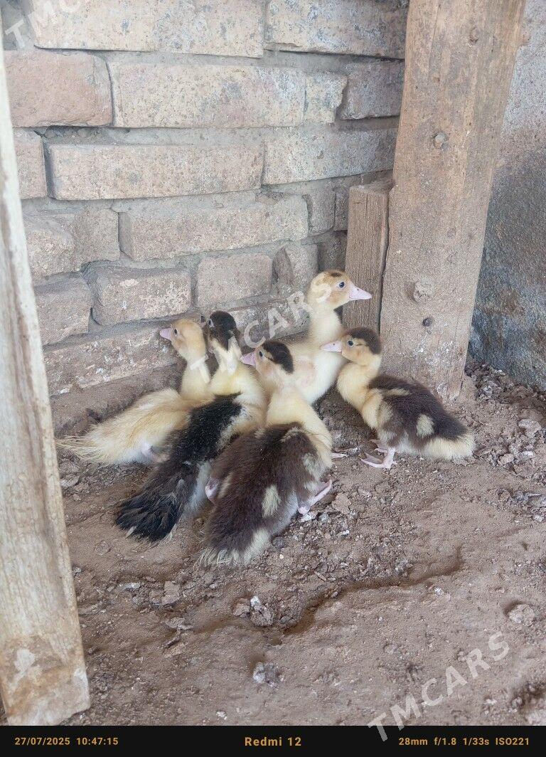 indawutda ordek - Çoganly - img 2