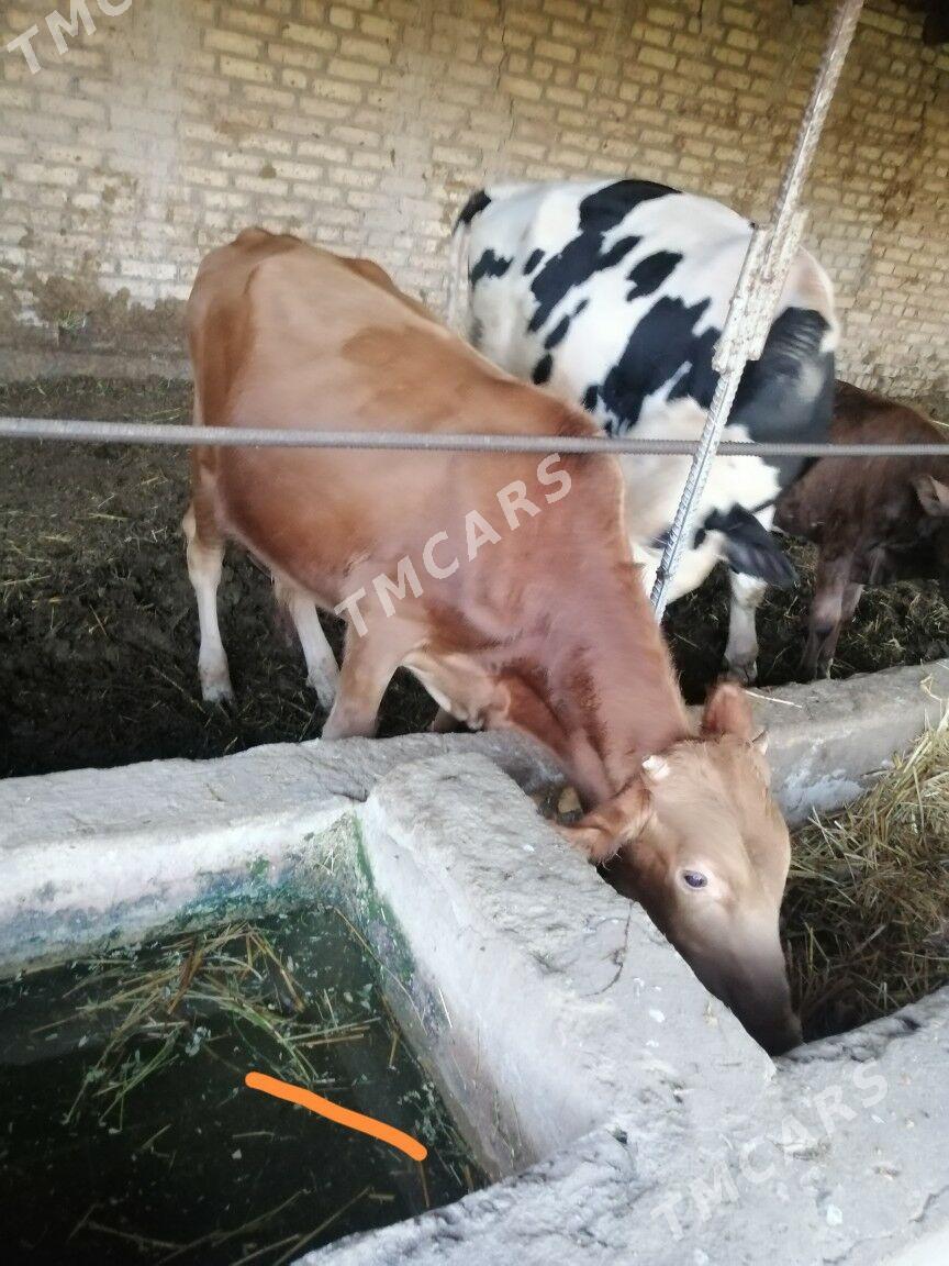 Окузлер - Çärjew - img 2