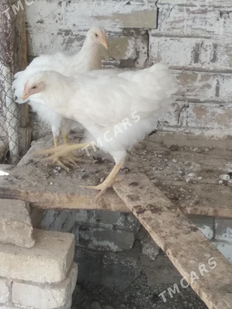gigant towugyň jüjesi - Мары - img 2