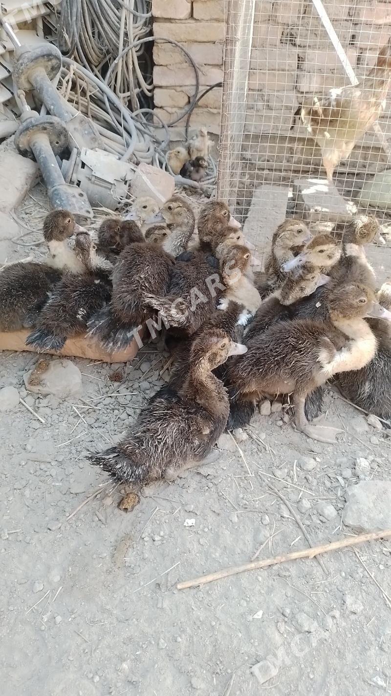 induska - Daşoguz - img 2